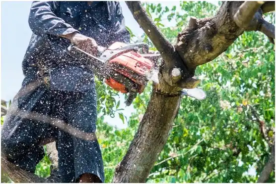 tree services Bishopville